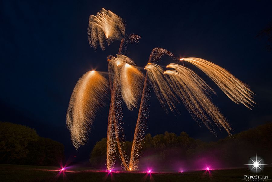 Goldregen als Feuerwerk